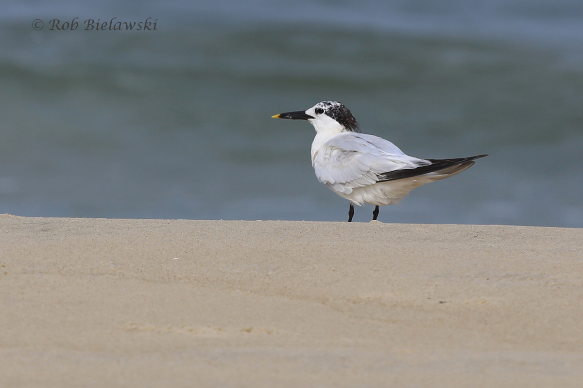   Sandwich Tern - Adult Breeding to Adult Nonbreeding Plumage - 7 Aug 2015 - Back Bay NWR, Virginia Beach, VA  