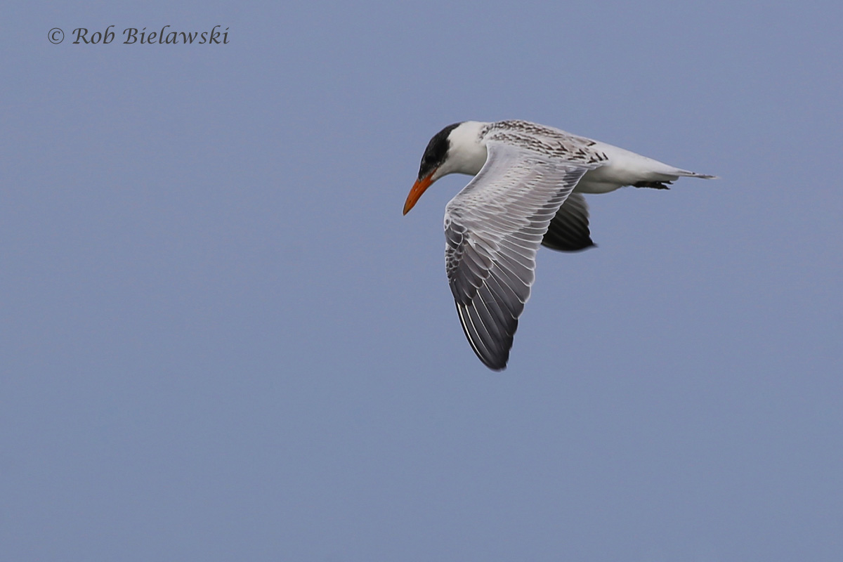   Caspian Tern - Juvenile In-Flight - 7 Aug 2015 - Back Bay NWR, Virginia Beach, VA  