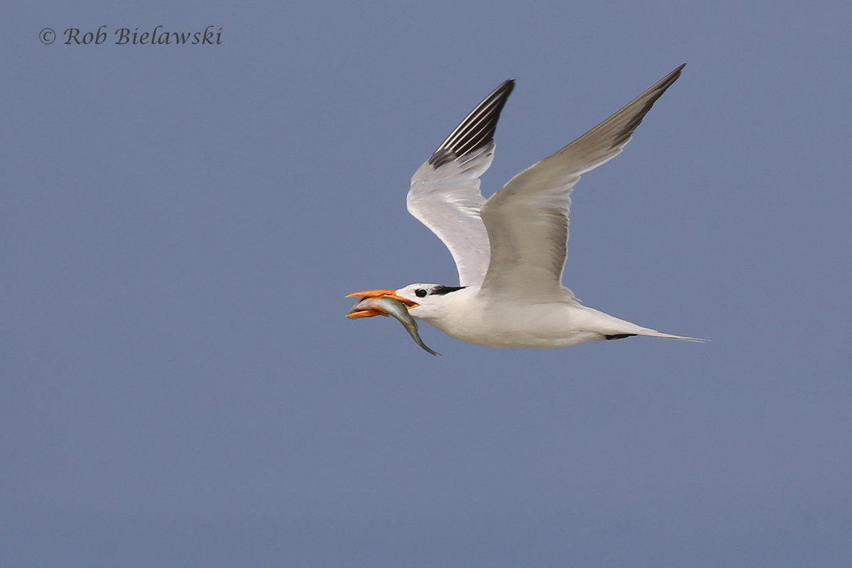   Royal Tern - Nonbreeding Adult in Flight - 7 Aug 2015 - Back Bay NWR, Virginia Beach, VA  