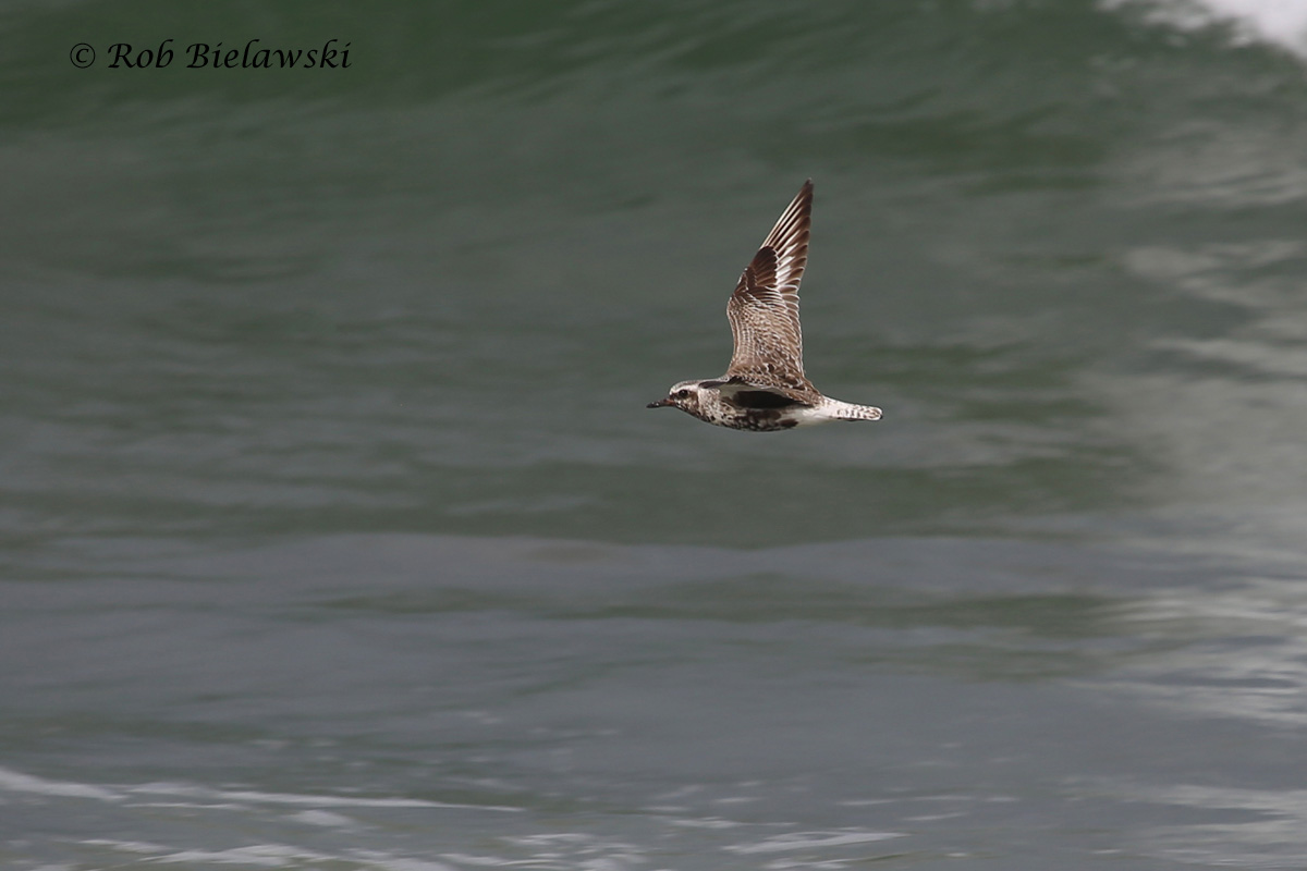   7 Aug 2015 - Back Bay NWR, Virginia Beach, VA  