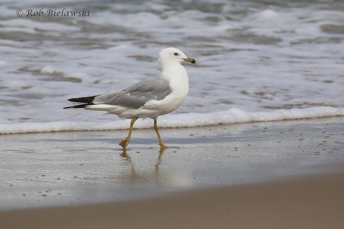   Ring-billed Gull - Definitive Alternate Plumage ("Breeding Adult") - 7 Aug 2015 - Back Bay NWR, Virginia Beach, VA  