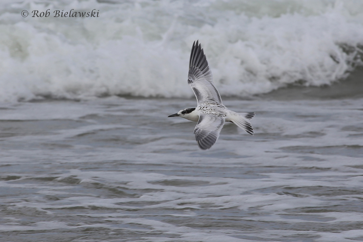   Common Tern - In-Flight Transitional, Juvenal to 1st Basic Plumage - 7 Aug 2015 - Back Bay NWR, Virginia Beach, VA  