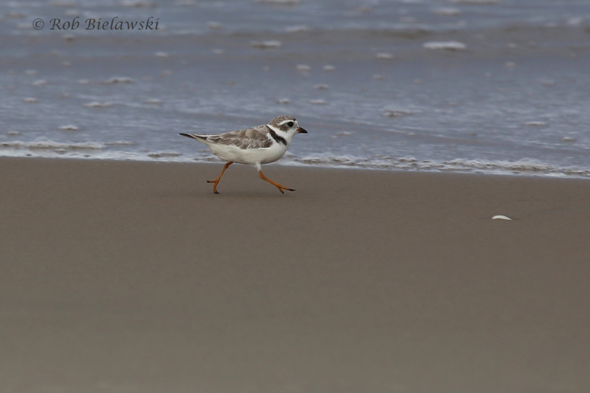   Piping Plover - Breeding Male - 7 Aug 2015 - Back Bay National Wildlife Refuge, Virginia Beach, VA  