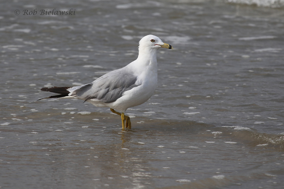   Ring-billed Gull - Definitive Alternate Plumage ("Breeding Adult")   - 7 Aug 2015 - Back Bay NWR, Virginia Beach, VA  