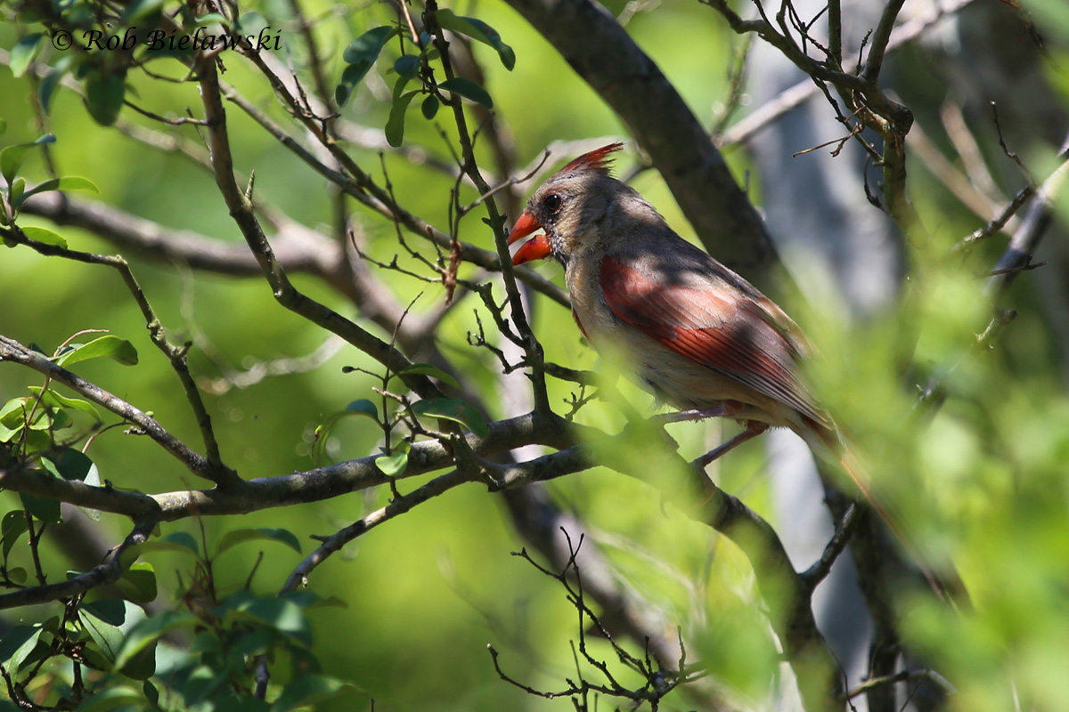   Northern Cardinal - Adult Female - 9 Aug 2015 - Pleasure House Point Natural Area, Virginia Beach, VA  