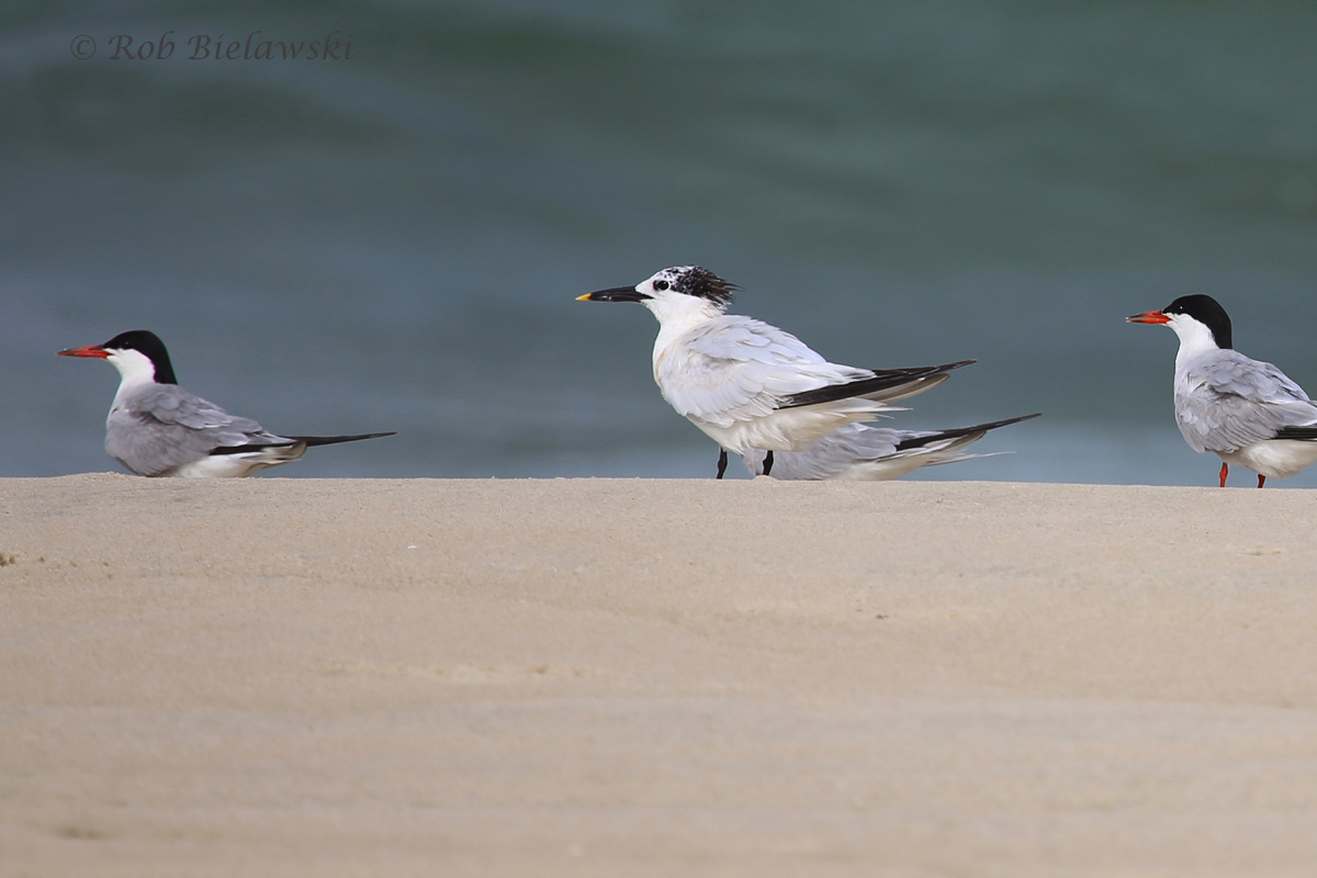   Common Terns (Left &amp; Rright) with Sandwich Terns (Middle) - 7 Aug 2015 - Back Bay NWR, Virginia Beach, VA  