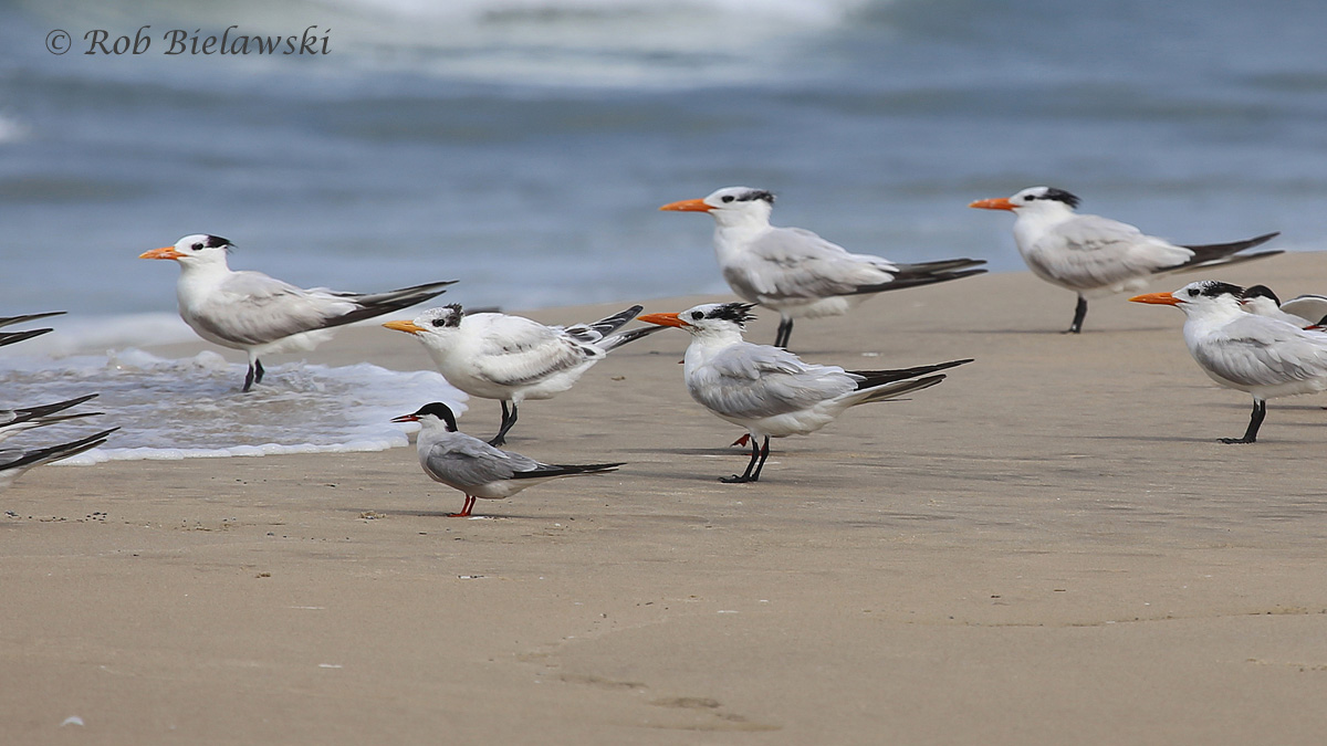   Common Terns with Royal Terns - 7 Aug 2015 - Back Bay NWR, Virginia Beach, VA  