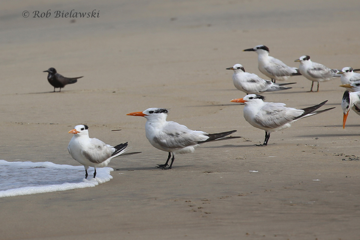   Sandwich Terns (Back Right) with Royal Terns (Front) and Black Tern (Back Left) - 7 Aug 2015 - Back Bay NWR, Virginia Beach, VA  