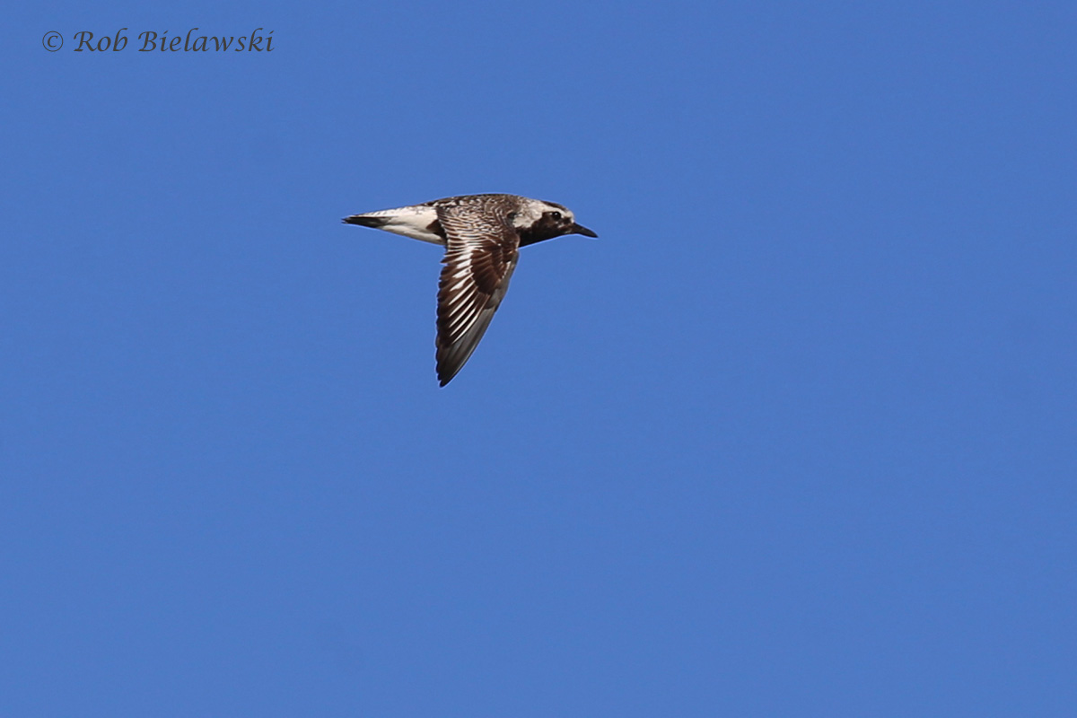   14 Aug 2015 - Back Bay NWR, Virginia Beach, VA  