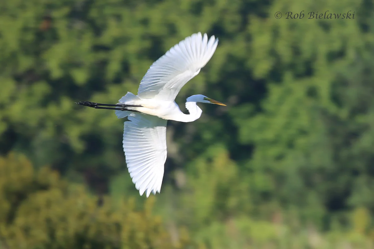   15 Aug 2015 - Princess Anne WMA (Whitehurst Tract), Virginia Beach, VA  