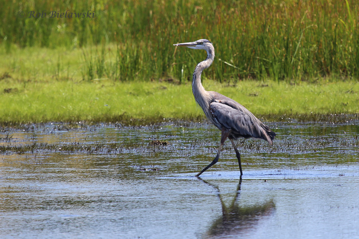   16 Aug 2015 - Back Bay NWR, Virginia Beach, VA  