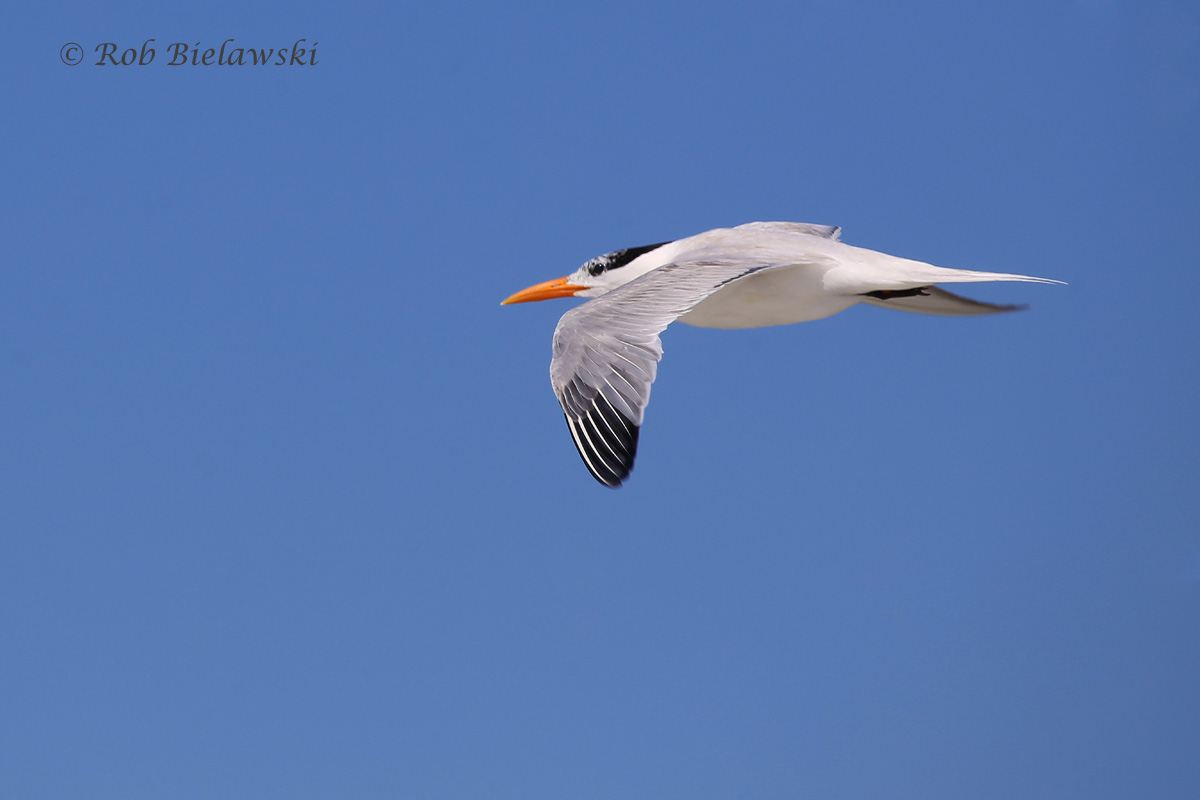   24 Jul 2015 - Back Bay National Wildlife Refuge, Virginia Beach, VA  