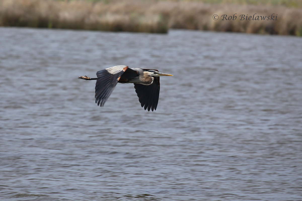   16 May 2015 - Back Bay NWR, Virginia Beach, VA  