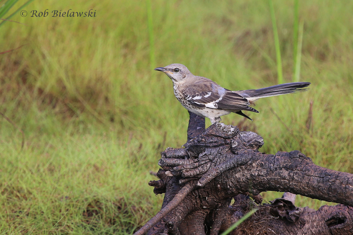   21 Aug 2015 - Back Bay NWR, Virginia Beach, VA  