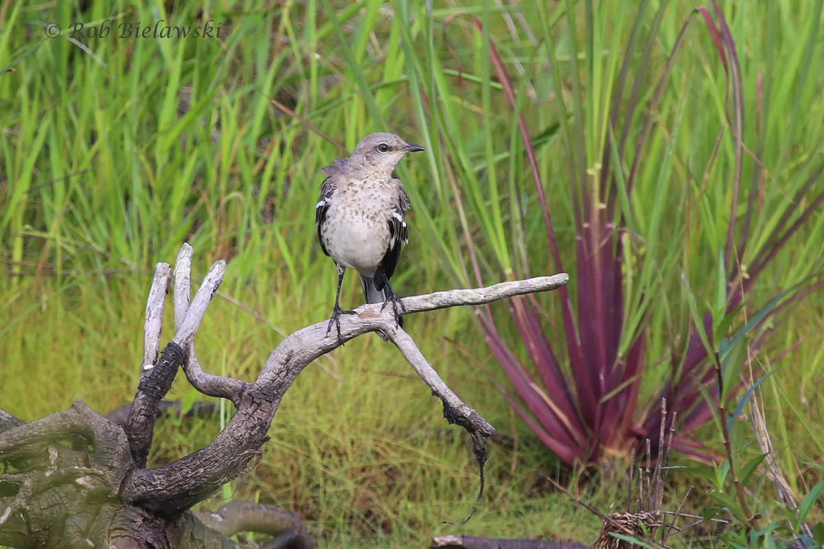   21 Aug 2015 - Back Bay NWR, Virginia Beach, VA  