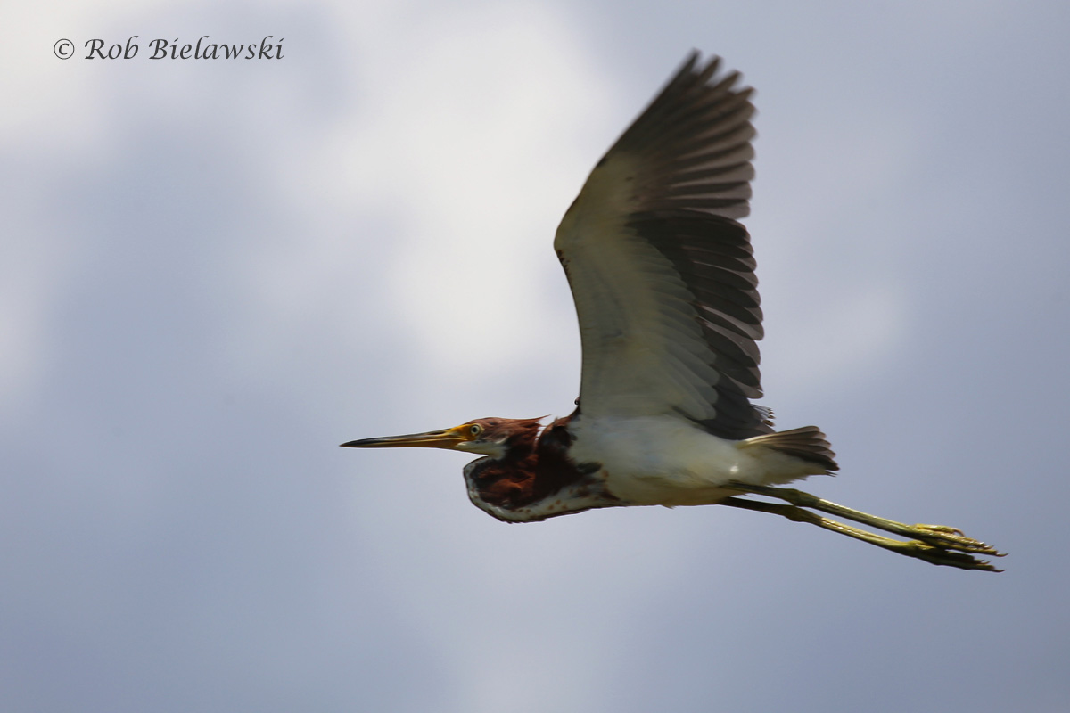   22 Aug 2015 - Back Bay NWR, Virginia Beach, VA  