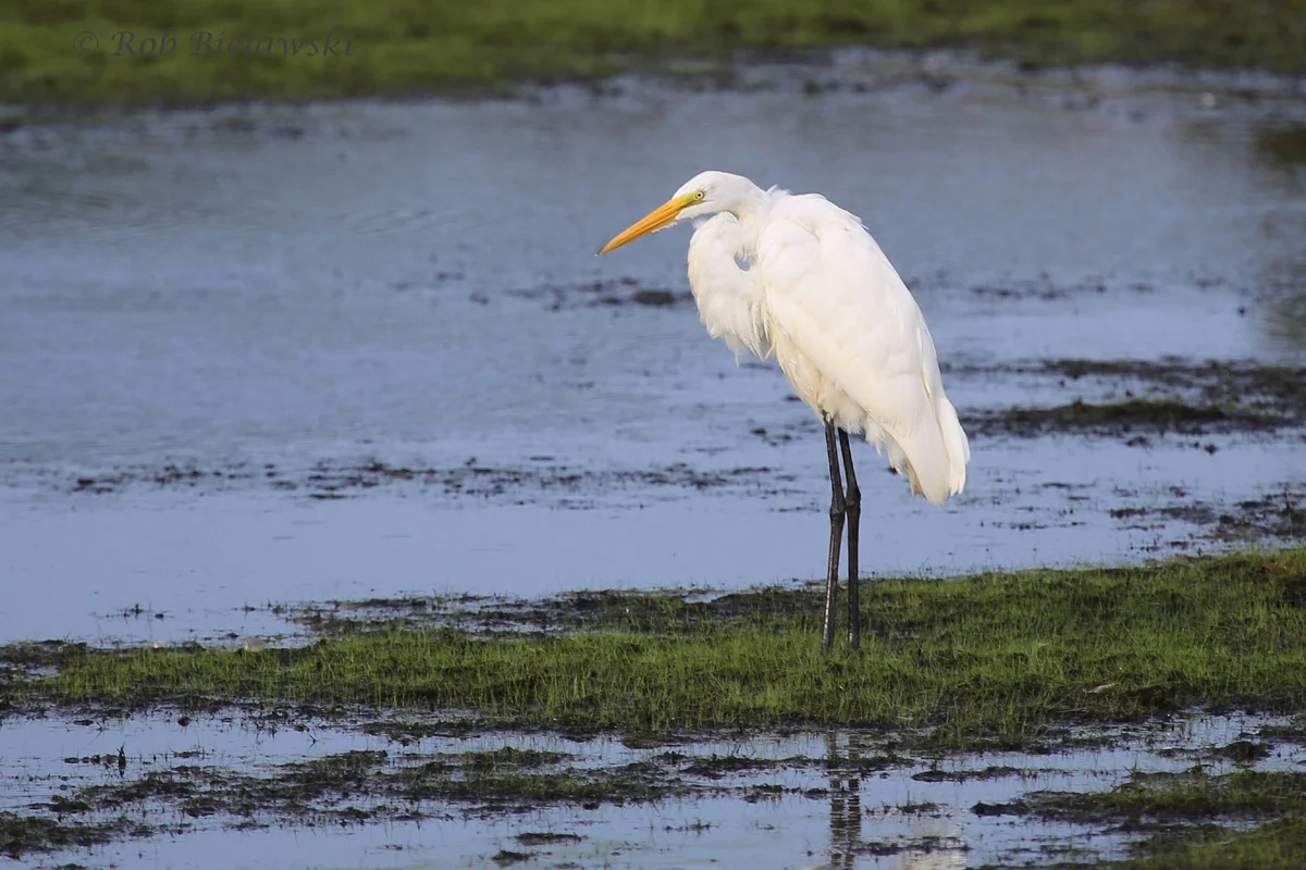   23 Aug 2015 - Back Bay NWR, Virginia Beach, VA  