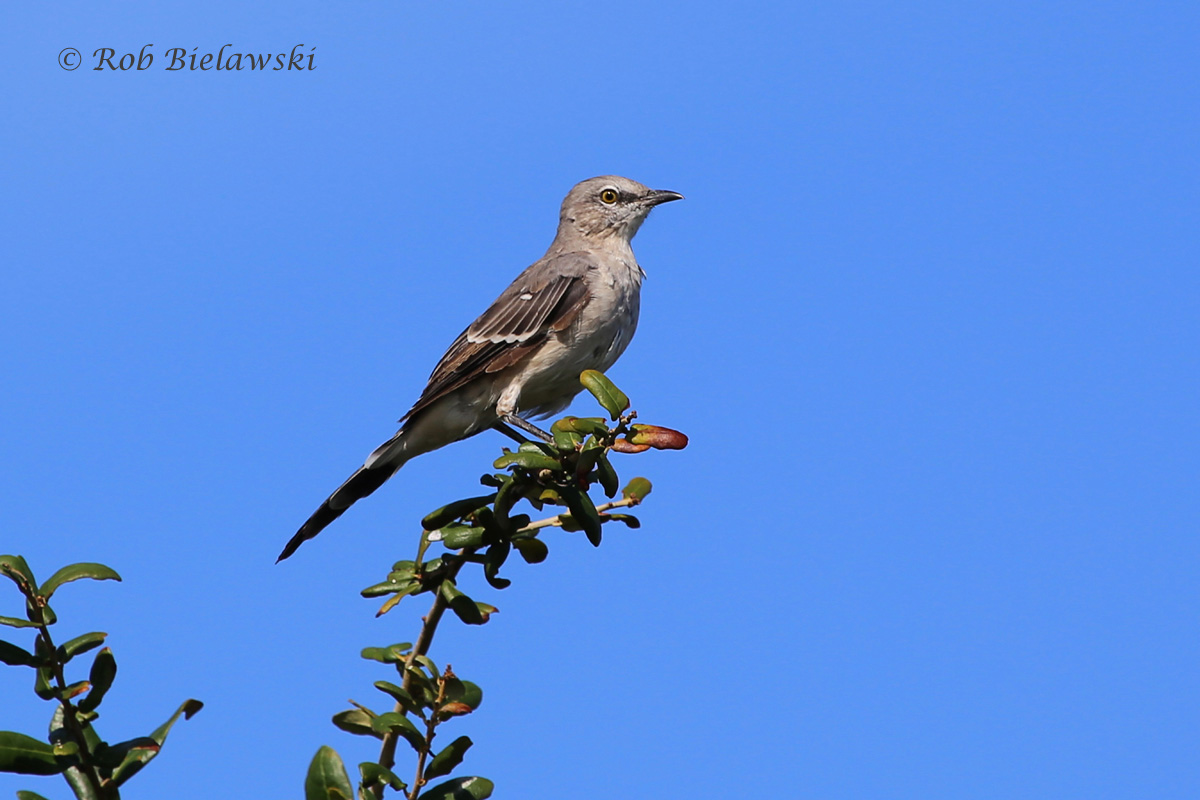   7 Sep 2015 - Back Bay NWR, Virginia Beach, VA  