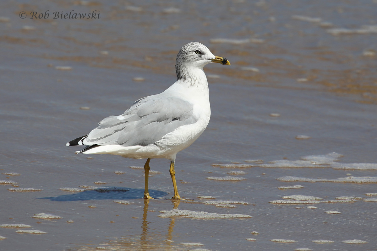   7 Sep 2015 - Back Bay NWR, Virginia Beach, VA  