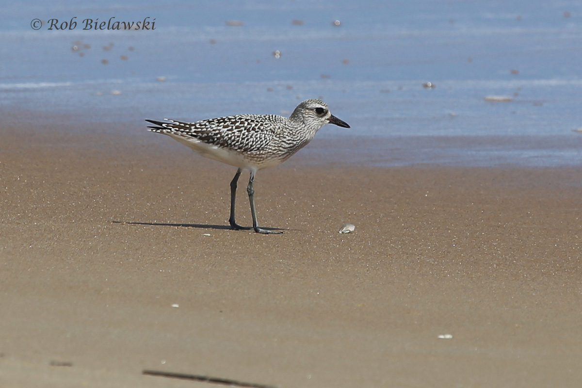   7 Sep 2015 - Back Bay NWR, Virginia Beach, VA  