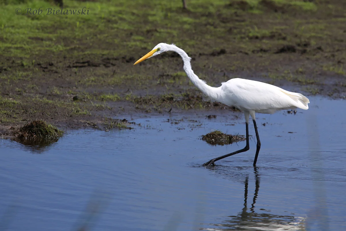   7 Sep 2015 - Back Bay NWR, Virginia Beach, VA  