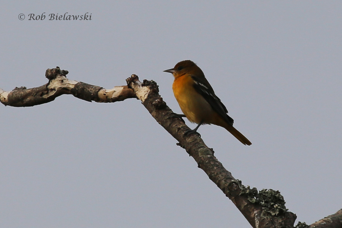   12 Sep 2015 - Back Bay NWR, Virginia Beach, VA  