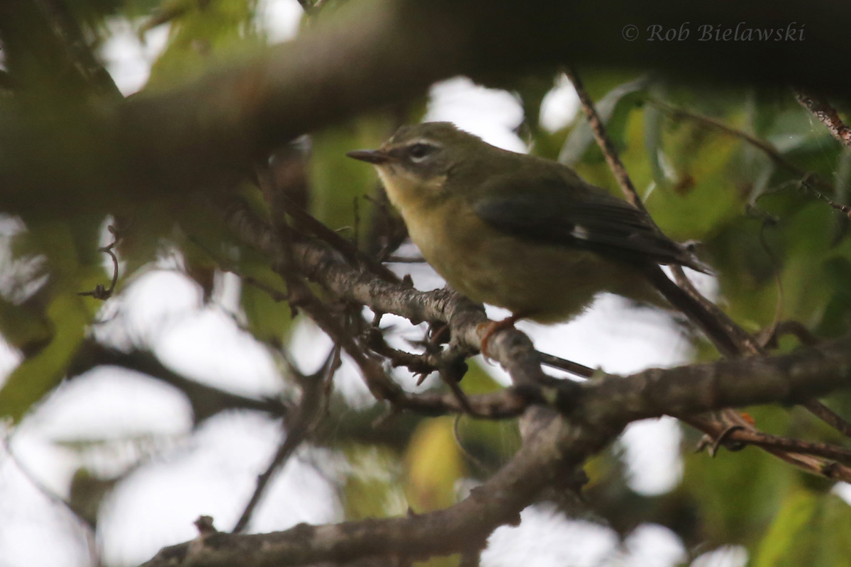   13 Sep 2015 - Back Bay NWR, Virginia Beach, VA  