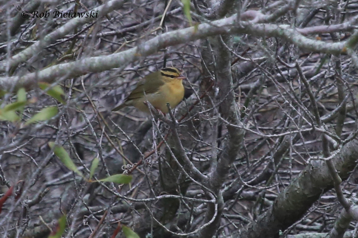   13 Sep 2015 - Back Bay NWR, Virginia Beach, VA  