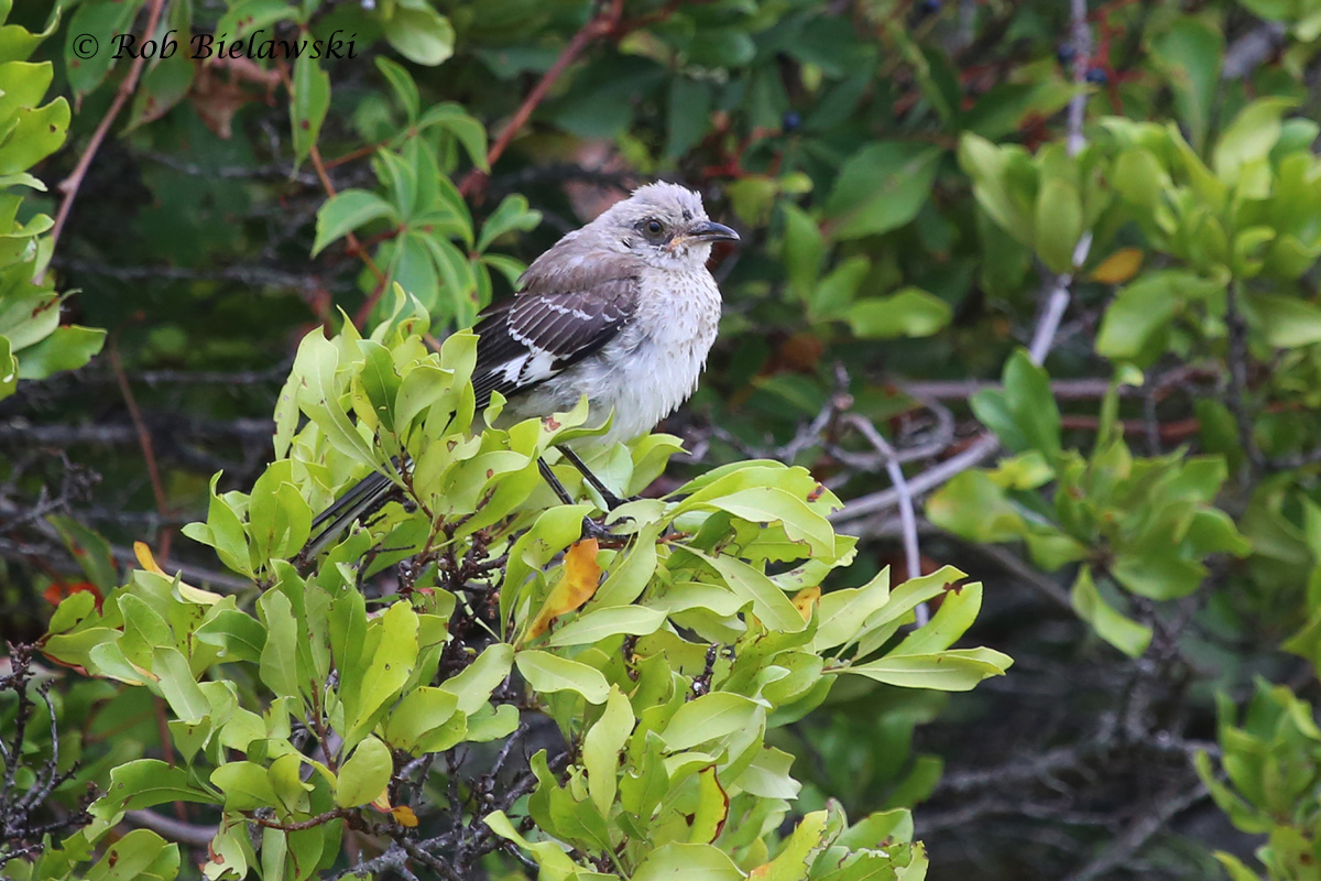   13 Sep 2015 - Back Bay NWR, Virginia Beach, VA  