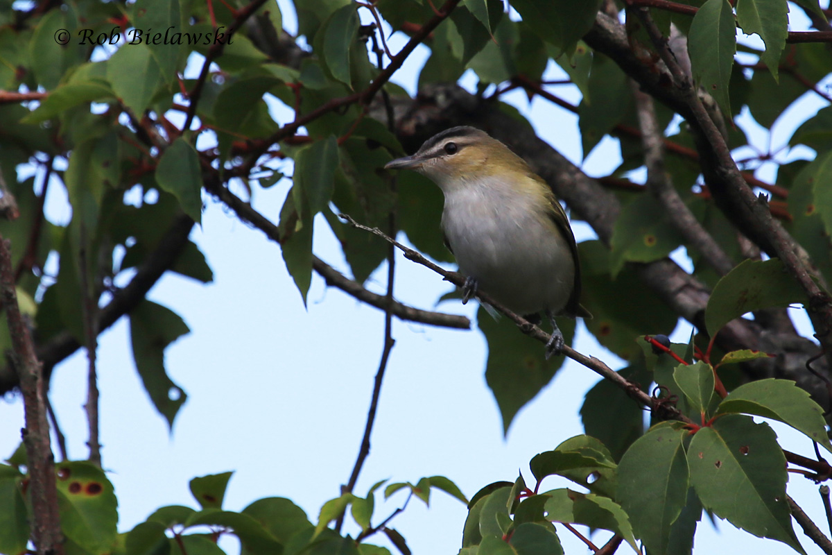   13 Sep 2015 - Back Bay NWR, Virginia Beach, VA  