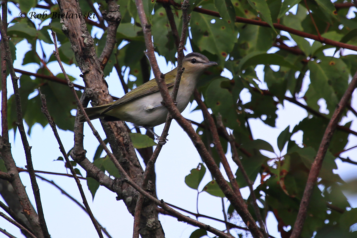   13 Sep 2015 - Back Bay NWR, Virginia Beach, VA  