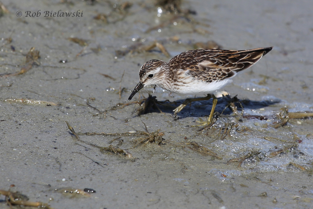   18 Sep 2015 - Pleasure House Point NA, Virginia Beach, VA  