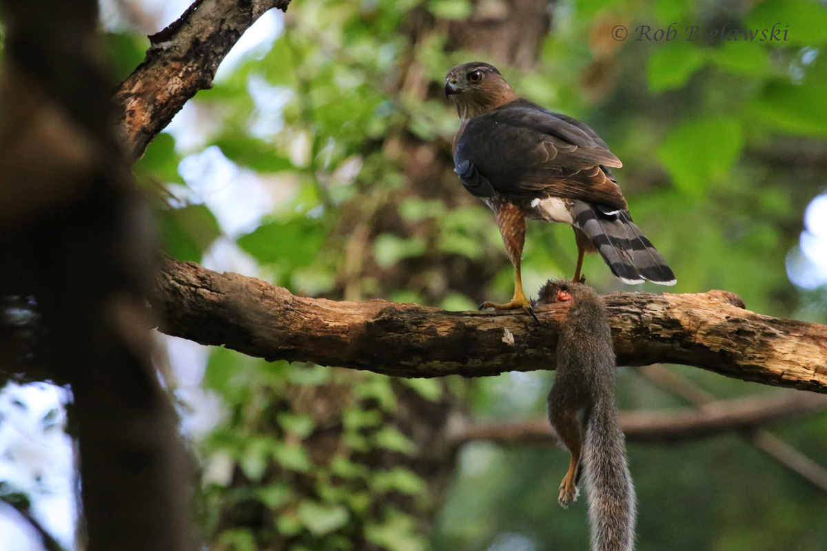   Adult Female with Eastern Gray Squirrel - 18 Sep 2015 - Francis Land House HS, Virginia Beach, VA  