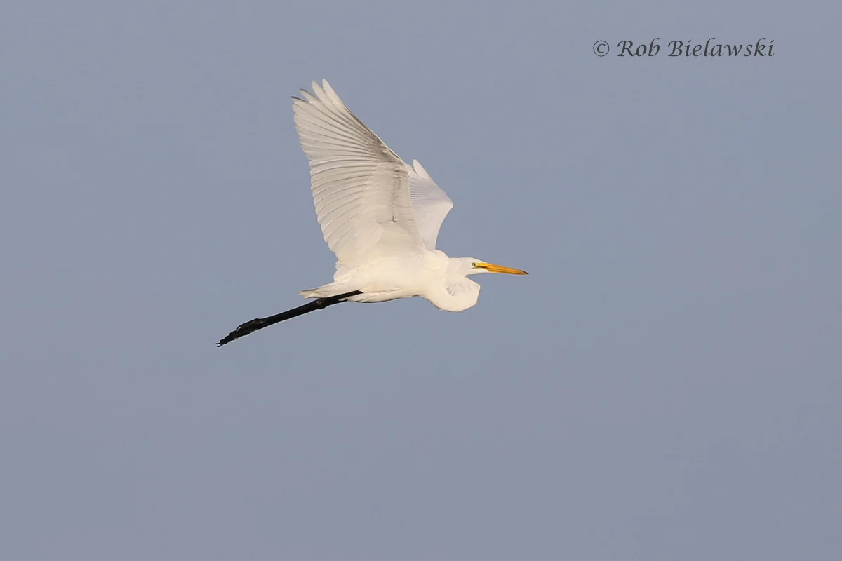   20 Sep 2015 - Back Bay NWR, Virginia Beach, VA  