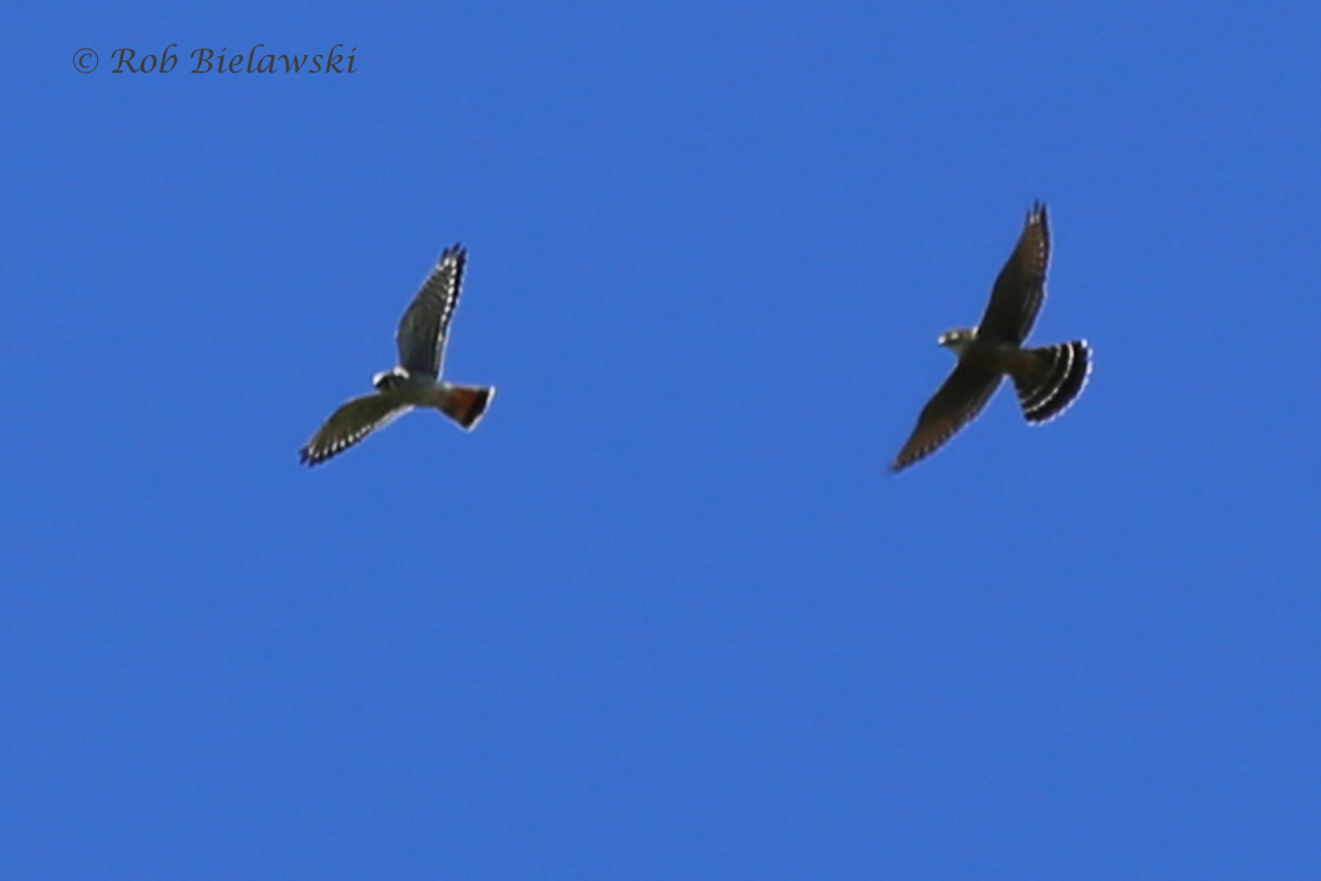   Adult Male American Kestrel (left) &amp; Merlin (right) - 19 Sep 2015 - Magothy Bay NAP, Northampton County, VA  