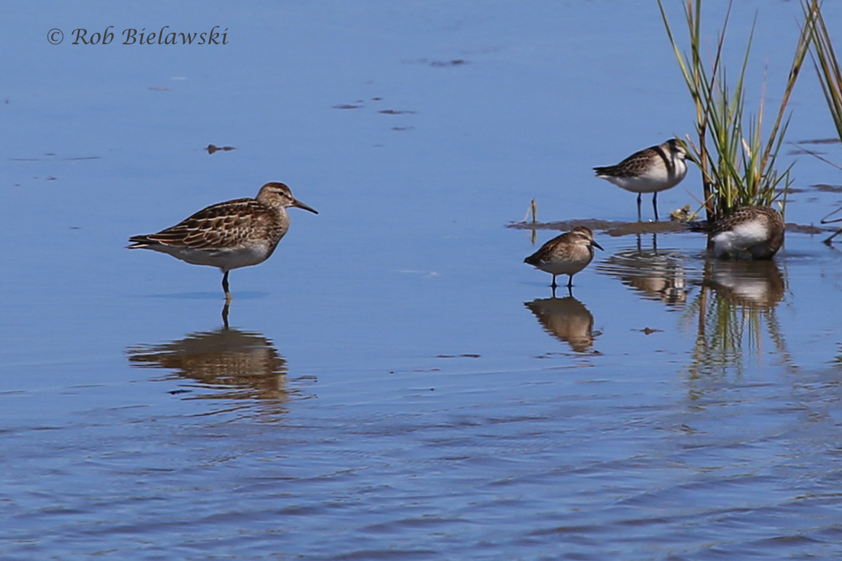  Pectoral Sandpiper (left), Least Sandpiper (middle) &amp; Semipalmated Sandpipers (right) - 19 Sep 2015 - Chincoteague NWR, Accomack County, VA  
