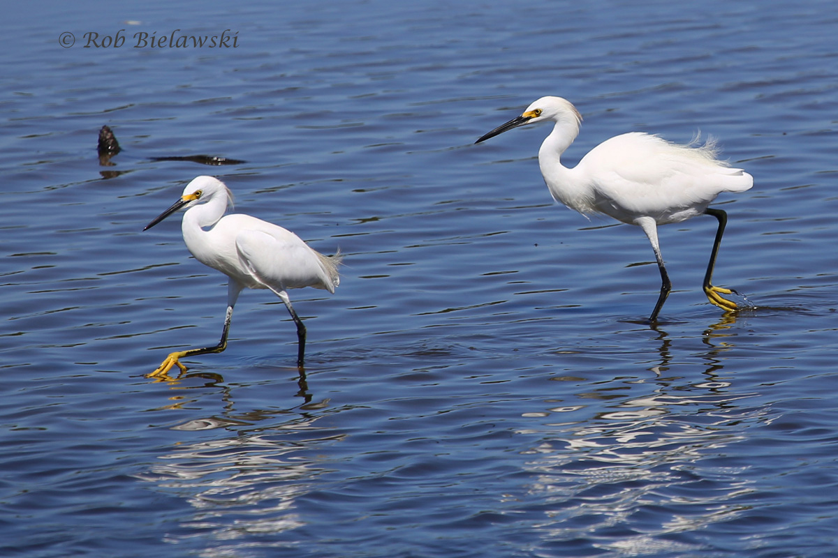 Snowy Egret — Beach Birding