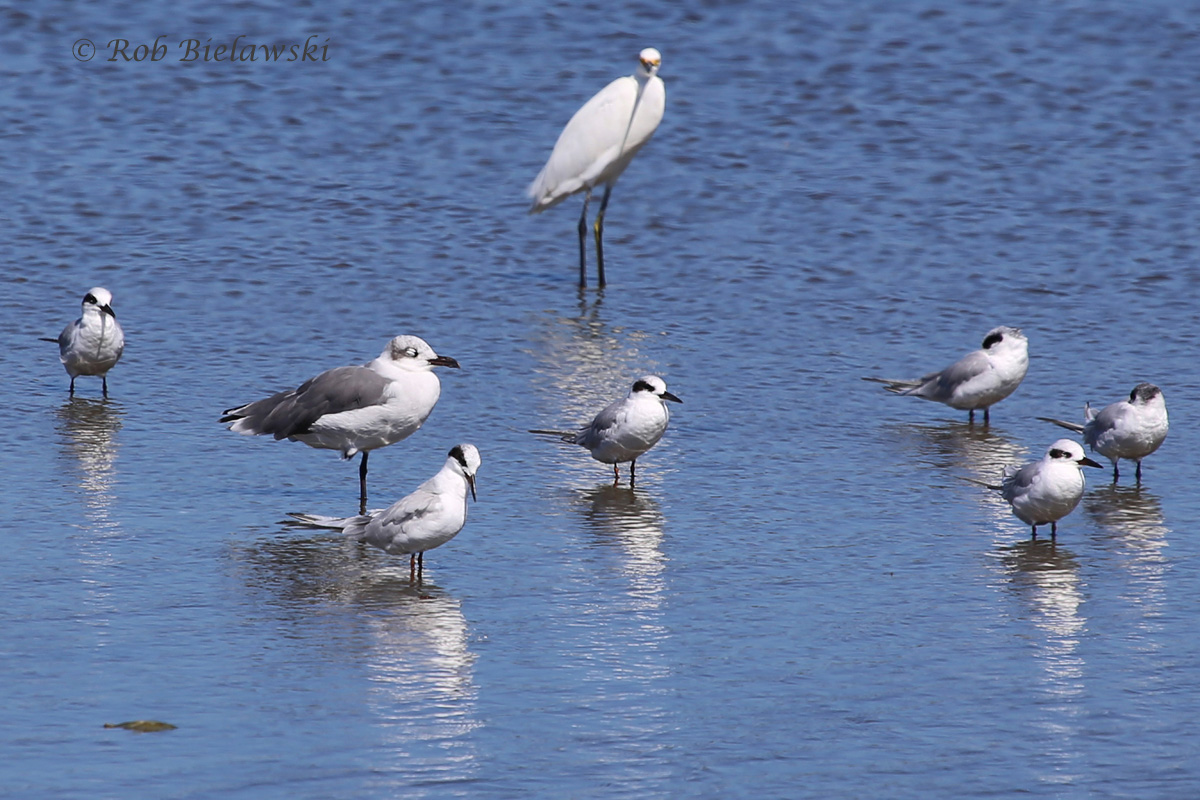   Laughing Gull (larger) with Forster's Terns (smaller) and Snowy Egret (top) - 19 Sep 2015 - Chincoteague NWR, Accomack County, VA  