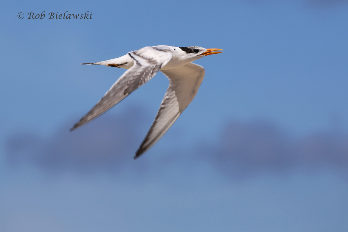   19 Sep 2015 - Chincoteague NWR, Accomack County, VA  