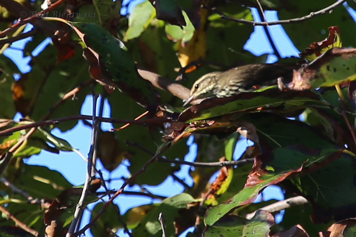   20 Sep 2015 - Back Bay NWR, Virginia Beach, VA  