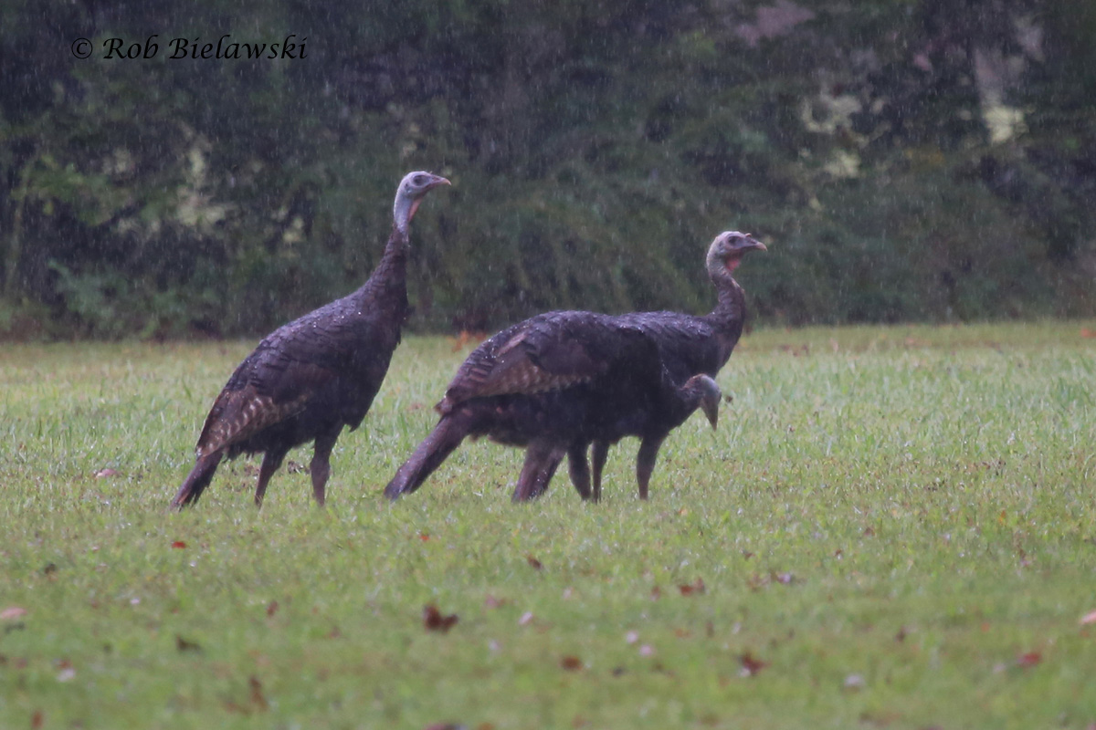 Wild Turkey - eBird