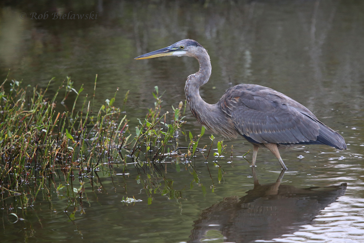   27 Sep 2015 - Back Bay NWR, Virginia Beach, VA  