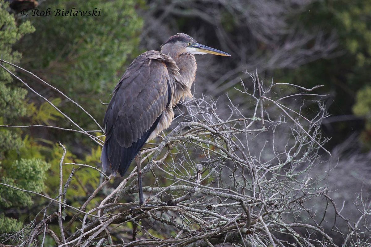   27 Sep 2015 - Back Bay NWR, Virginia Beach, VA  