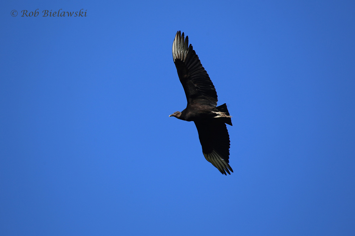   2 May 2015 - Great Dismal Swamp NWR, Suffolk, VA  