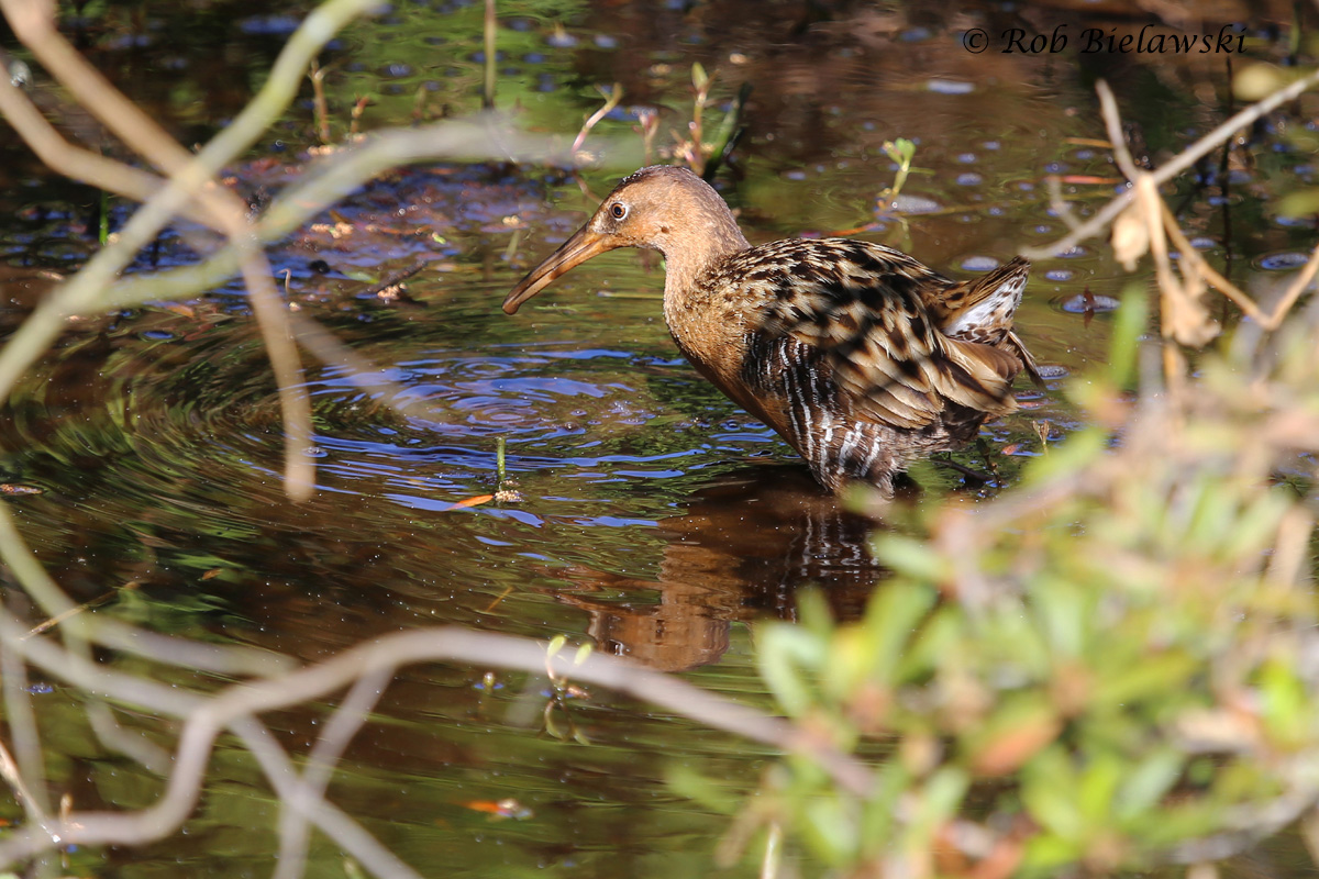   3 May 2015 - Back Bay NWR, Virginia Beach, VA  