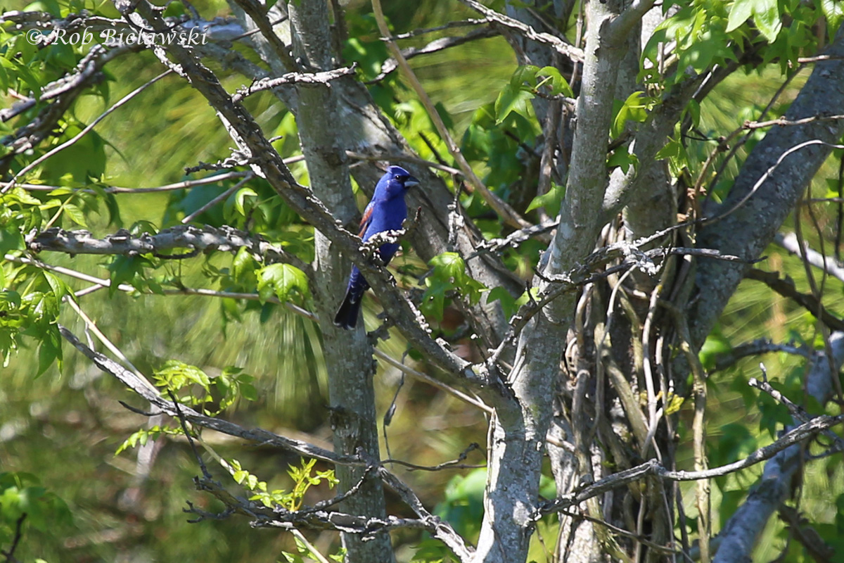   3 May 2015 - Princess Anne WMA (Whitehurst Tract), Virginia Beach, VA  