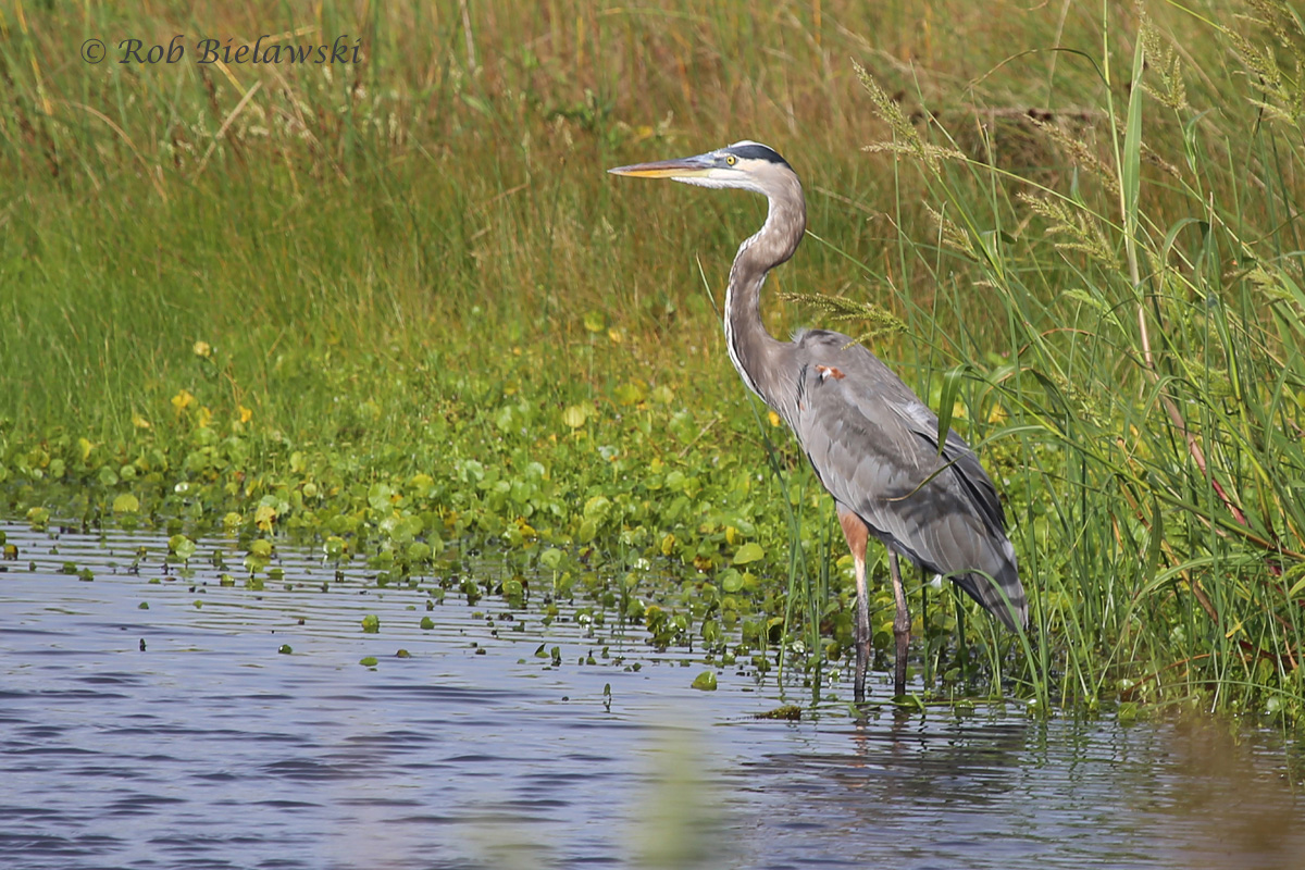   3 Oct 2015 - Back Bay NWR, Virginia Beach, VA  