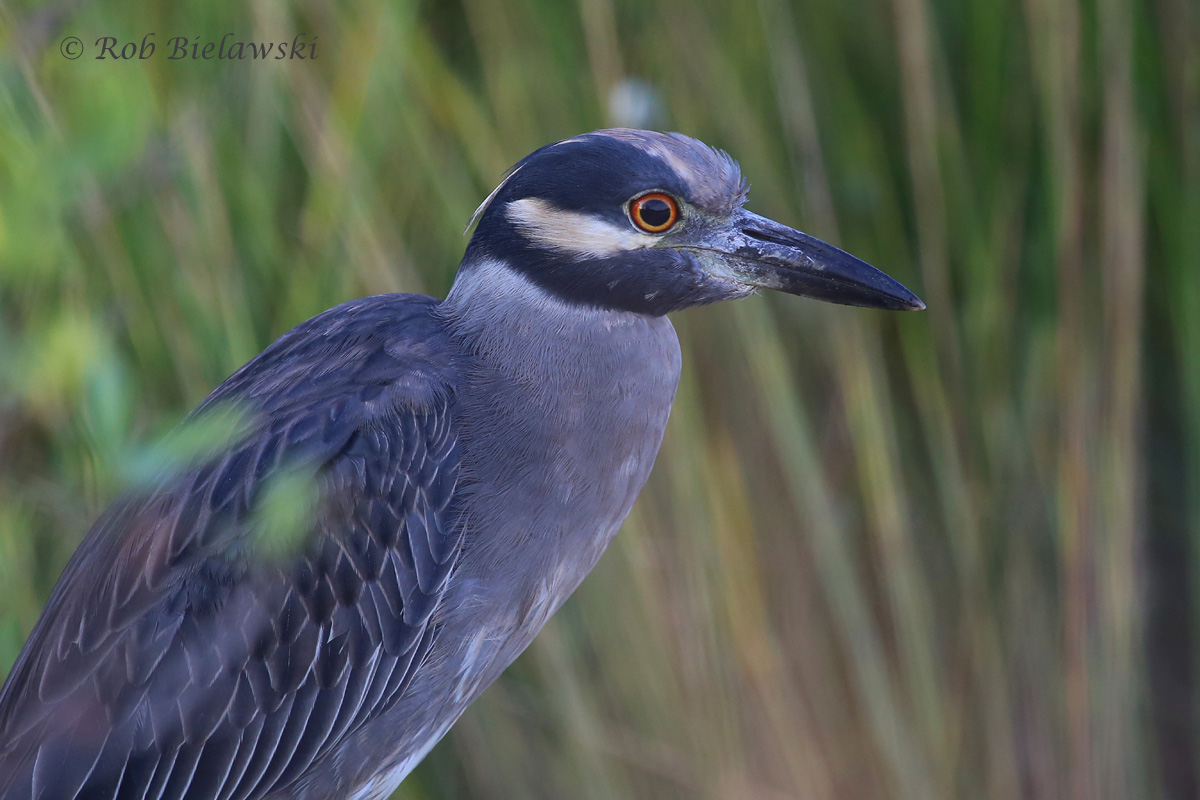   "Sub-Adult" - 8 Oct 2015 - Pleasure House Point NA, Virginia Beach, VA  