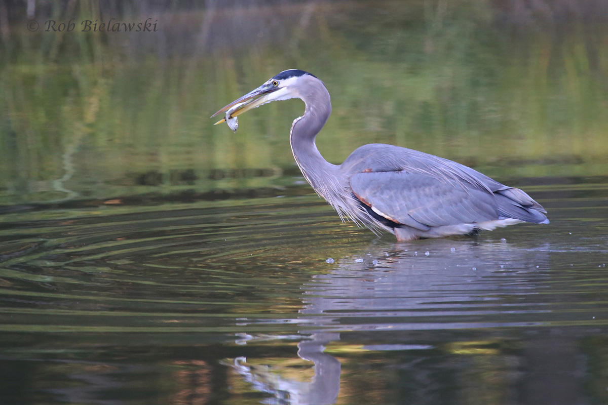 Fishing - 11 Oct 2015 - Kings Grant Lakes, Virginia Beach, VA
