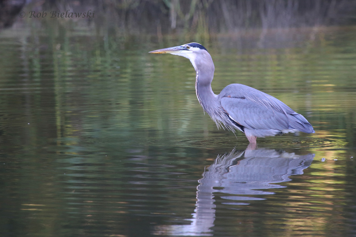   Swallowing Fish Whole - 11 Oct 2015 - Kings Grant Lakes, Virginia Beach, VA  